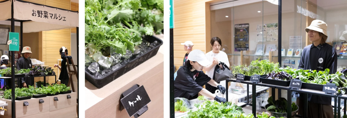 新鮮な葉物野菜が並ぶお野菜マルシェ
